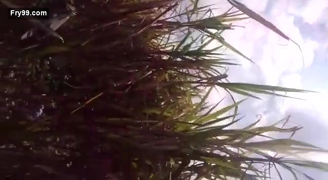 Village lover in jungle