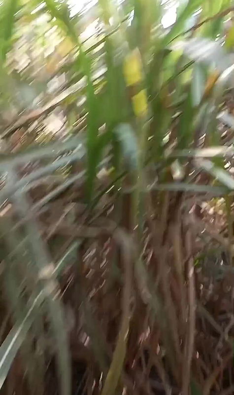 Ek baar phir ganne ke khet me sara maal