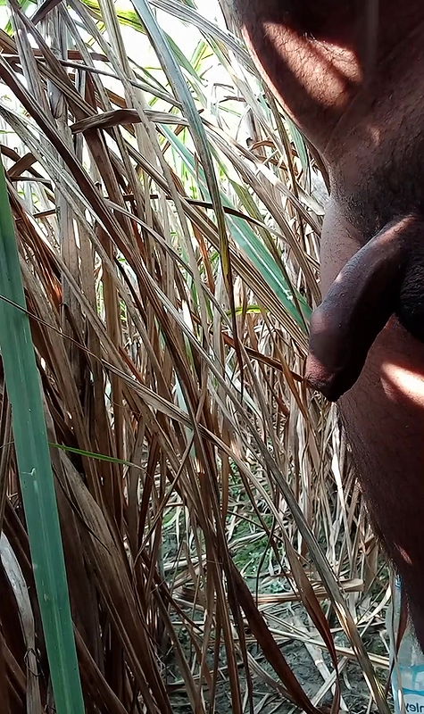 Ek baar phir ganne ke khet me sara maal