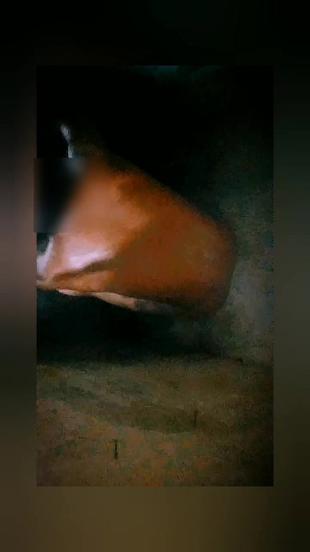 Bengali Big Books Indian Hot Video