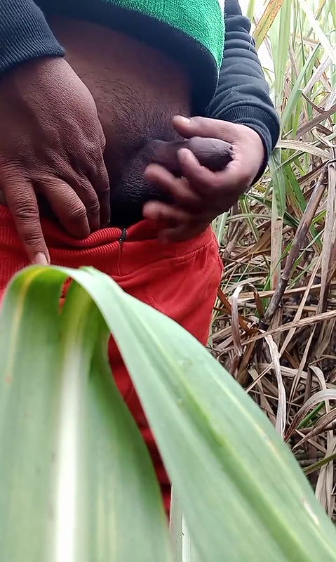 Ganne ke khet me kya kar rhe ye log