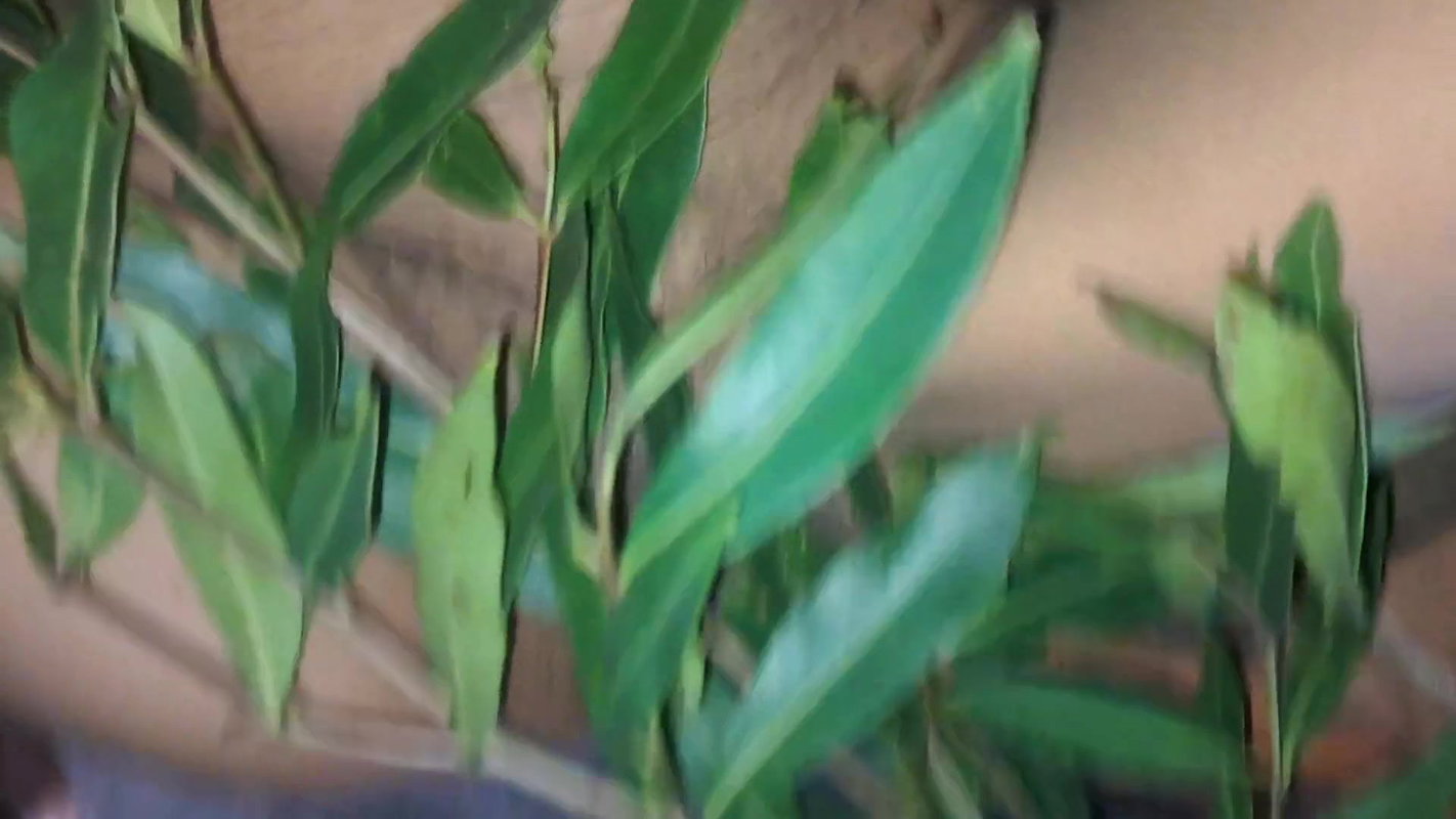 Indian Village Aunty Having Romantic Mms Video Viral