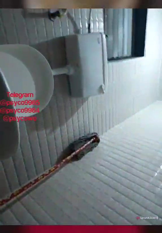 Anaya_Hotty Private show face show and pee show