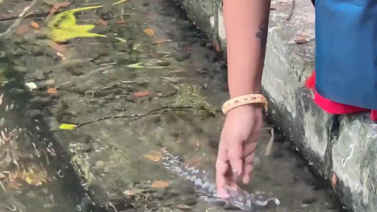 Bulbul – Oasi Das 2