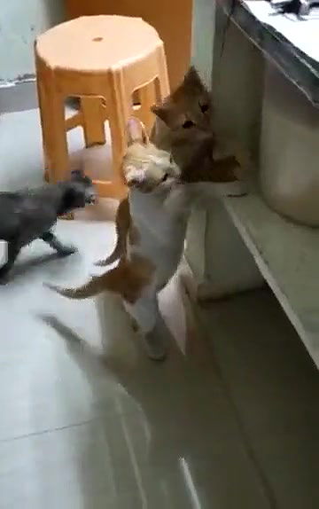 Swathi naidu enjoying with cats in home