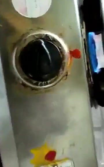 Swathi naidu enjoying with cats in home