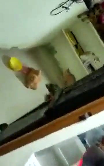 Swathi naidu enjoying with cats in home