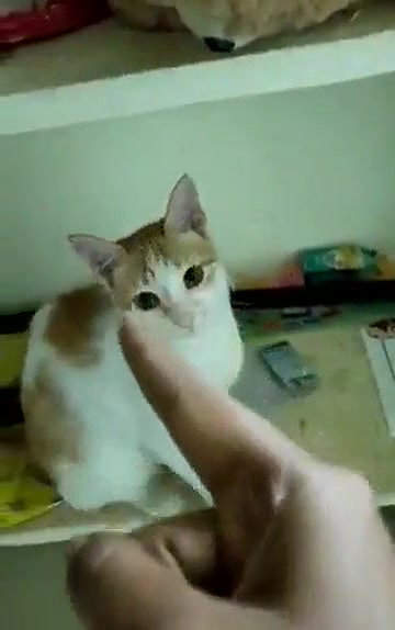 Swathi naidu enjoying with cats in home